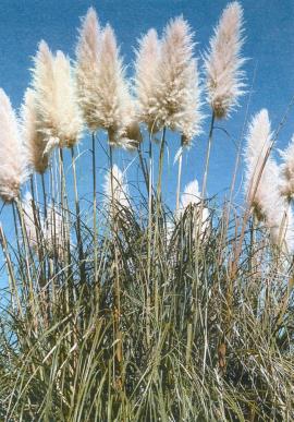 Common pampas grass usually has white, fluffy flower heads
