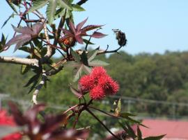 Castor oil plant has red and green leaves and fruit.