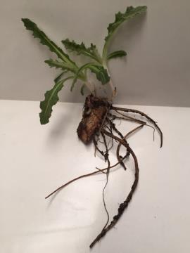 Sticky nightshade can sprout from small rhizome fragments.