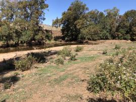 Sticky nightshade can be spread by waterways.