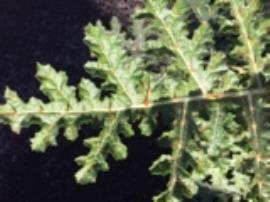 Leaves have hairs and prickles on both sides.