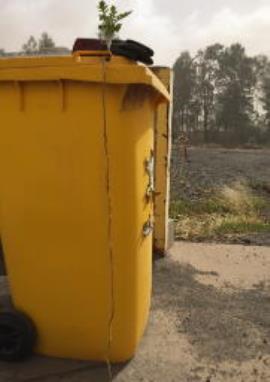 A small plant on top of a wheelie bin showing how long the roots are.