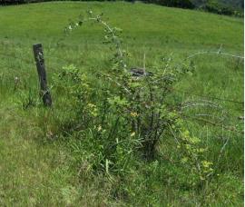 White blackberry seeds are spread by birds and new plants can be found along fences where birds perch.