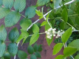 White blackberry flower buds are creamy-white.
