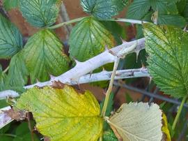 White blackberry has sharp prickles.