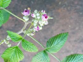 White blackberry flowers are bright pink to red when open.