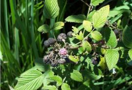 White blackberry fruit are black when ripe.