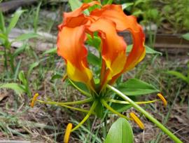 Glory lily flowers have 6 petals which are yellow and orange to red.