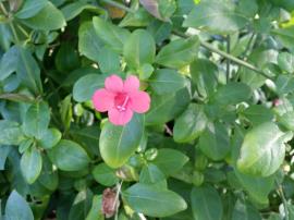 Coral creeper flowers may be red or pinkish.