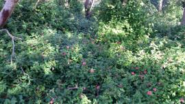Coral creeper forms dense infestations.