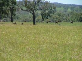  Coolatai grass dominated pasture Inverell district of NSW 