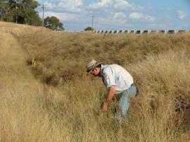 Coolatai grass spreads readily along roadsides, infesting adjacent native pasture.