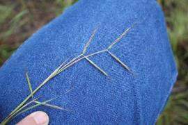 Paired racemes of Coolatai grass are a key distinguishing feature