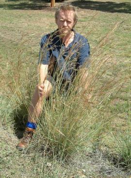 Coolatai grass tussock