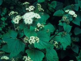 Crofton weed flowers are white and grow in clusters at the end of the stems.