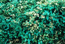 A dense infestation of crofton weed in flower. 