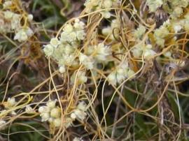 Clusters of white dodder flowers amongst the tangled pale yellow stems.