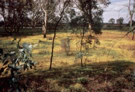 A dense infestation of yellow dodder smothering other plants across the ground.
