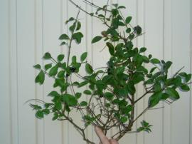 European privet leaves are in opposite pairs along the stem.