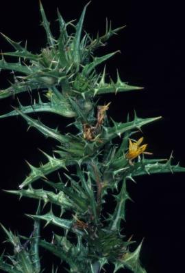Golden thistle has spiny lobed leaves and yellow flowers.