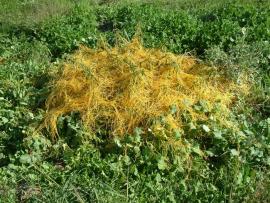 Golden dodder smothering broadleaf plants. 