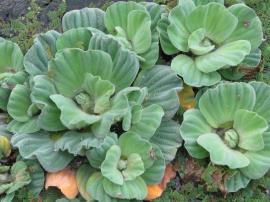 Water lettuce leaves have a velvety appearance.