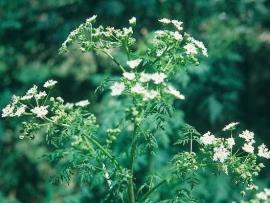 hemlock flowers
