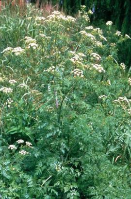 Flowering hemlock