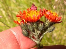 Hawkweed flowers can be orange, yellow or red.