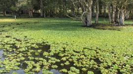 Water lettuce forms dense mats over the water surface.