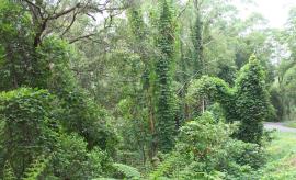 Kudzu grows very quickly and smothers other plants up to 30 m high.
