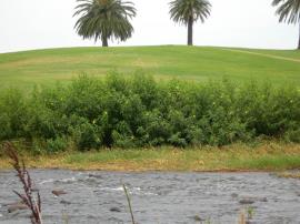 Ludwigia can dominate wet areas along creek banks. 
