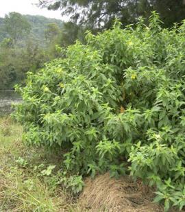 Ludwigia is a shrub growing up to 3 m high. 