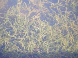 Infestation of Lagarosiphon.