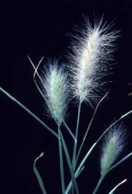 Long-style feather grass