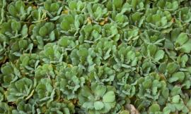 Water lettuce plants resemble open heads of lettuce. 