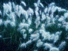 Long-style feather grass