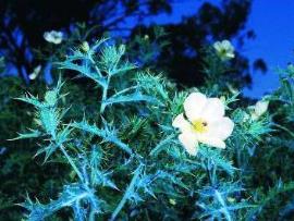 Mexican poppy