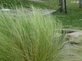 Mexican feather grass plant