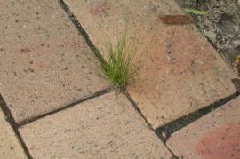 Mexican feather grass seedling growing between pavers.