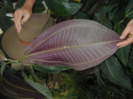 Miconia calvescens leaves have prominent veins and are purple underneath.