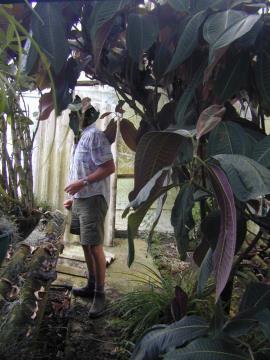 Miconia calvescens  tree growing in a garden.