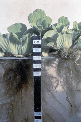 Water lettuce is free floating with submerged feathery roots. 