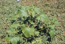 Noogoora burr plant.