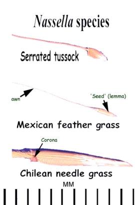 A comparison of seeds from 3 species of Nassella showing the long awn on Mexican feather grass. 