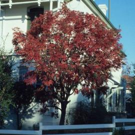Rhus was once a popular ornamental tree in suburban gardens.