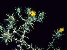 Saffron thistle is a spiny thistle with yellow flowers.