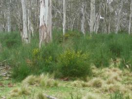 Scotch broom infestation. 