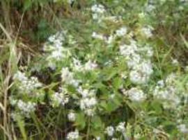 Siam weed flowerheads are sometimes white and are in clusters at the end of branches.
