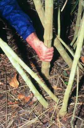 On mature plants, the stems of Siam weed are hard and woody.